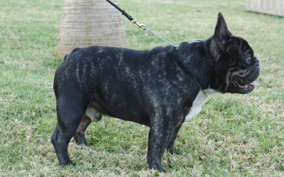 Bulldog Frances macho atigrado Rosa Dorada Frutos