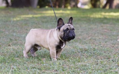 Bulldog frances leonado macho Rosa Dorada Neil