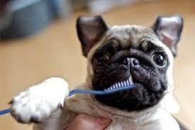 Como limpiar los dientes a tu bulldog frances