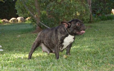 Hembra de bulldog frances atigrada Agatha