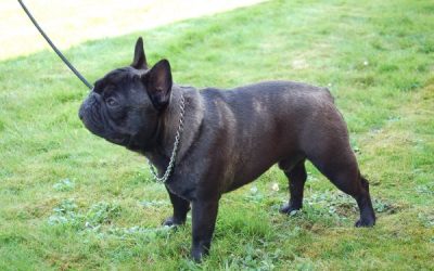 bulldog frances atigrado Geronimo
