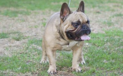 excelente macho fawn Rosa Dorada Leonardo